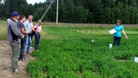 Селекционные достижения аграриев Архангельской области оценили в полевых условиях