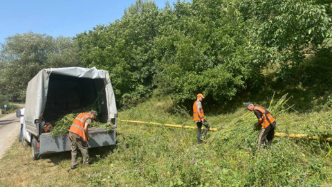 Почти 2000 кустов дикой конопли сожгли в Кисловодске