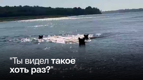 Семейство медведей пересекло вплавь Иртыш