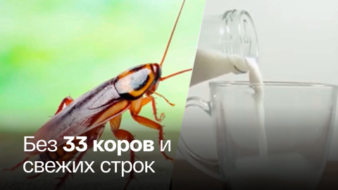 Ученые научились добывать тараканье молоко