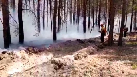 Особый противопожарный режим в лесах Архангельской области продлён не будет