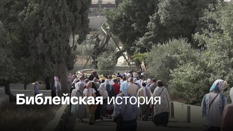 Священный дуб спасут, а заодно отодвинут конец света