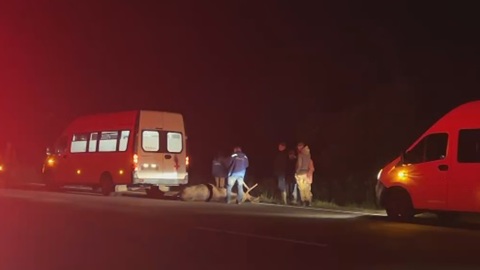 В Ярославской области в ДТП с лосем пострадали два человека