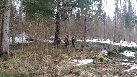 В Ярославской области экс-сотрудника лесничества осудили за вырубку деревьев