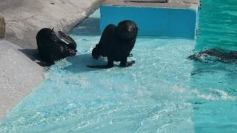 В ижевском зоопарке выбрали имена для двух щенков морских котиков