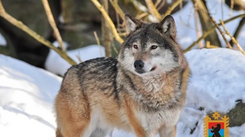 В Минприроды Карелии дали советы по защите от диких животных