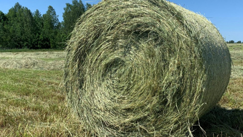 Костромские аграрии перевыполнили план по заготовке кормов