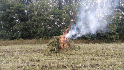 На Ставрополье уничтожили 136 тысяч кустов дикой конопли