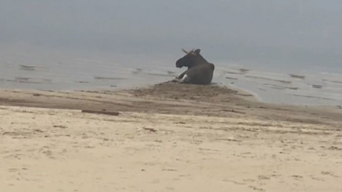 В Татарстане раненому лосю оказали помощь