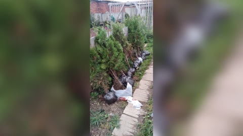 В Тутаевском районе нашли подозреваемого в массовой пропаже туй