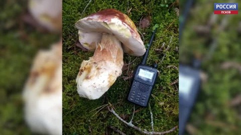 Грибники делятся в соцсетях фотографиями своих находок в лесу