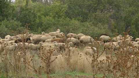 В Волгоградской области развивается овцеводство