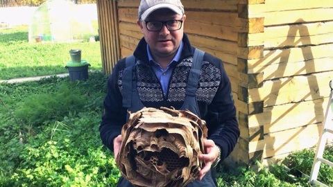 В Холмогорском округе ученые обнаружили гнездо шершней