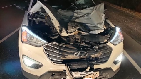Два человека пострадали при столкновении автомобиля с лосем на трассе в Марий Эл