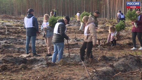 У печорской деревни Борщевицы на площади 3,5 га высадили молодые сосны
