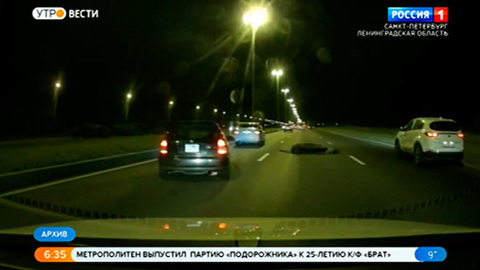 На Софийской улице ночью сбили лося