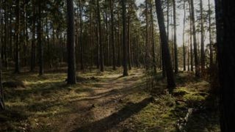 Директора сельхозпредприятия Удмуртии обвиняют в порче земель лесного массива