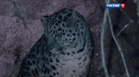 Самую редкую кошку впервые сняли с котенком