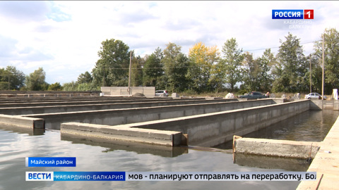 В Майском районе создали предприятие по разведению рыбы лососёвых пород