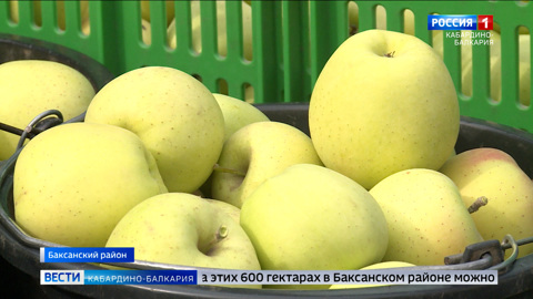 В хозяйствах Кабардино-Балкарии продолжается сбор яблок