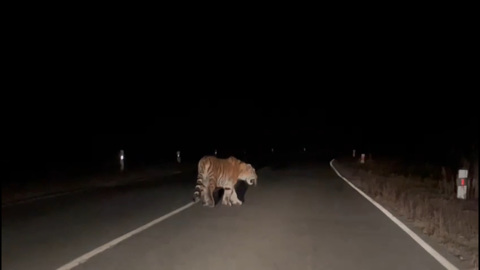 Кадры встречи людей с тигром в Приморье попали на видео