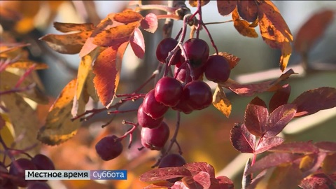 Во Владимире растут мичуринские сорта рябины