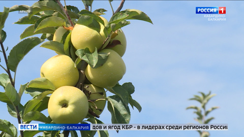 В КБР заложили 1250 га новых садов и ягодных плантаций