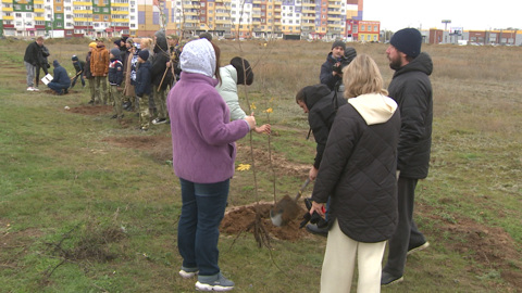 В Волжском появилась кленовая аллея в память об участниках СВО