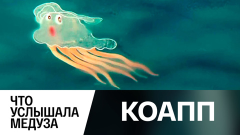 Что услышала медуза