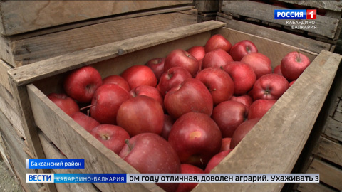 Аграрии Кабардино-Балкарии завершили сбор урожая яблок