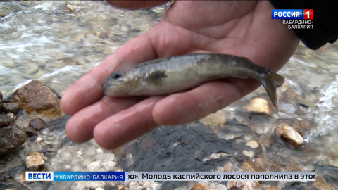 В реки КБР выпустили около миллиона мальков каспийского лосося