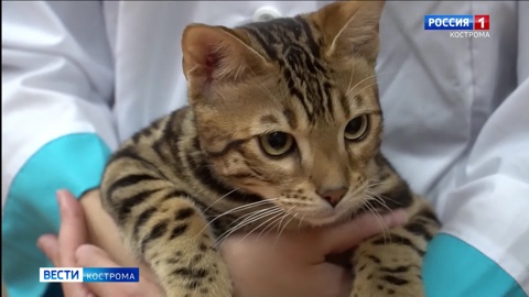 Кот Луис и пёс Арагорн познакомили костромских школьников с профессиями будущего