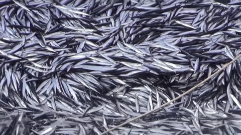 На Южных Курилах ждут рекордные уловы иваси