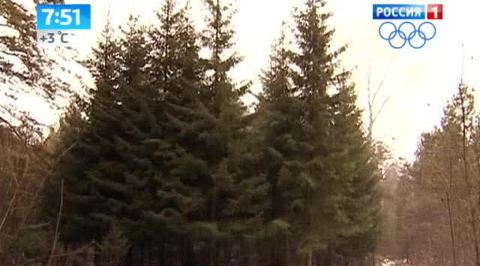 Утро России. Ели