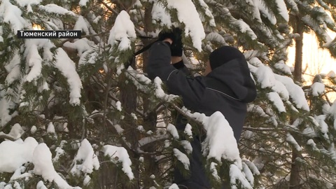 Рейды по охране елей начались в Тюменской области
