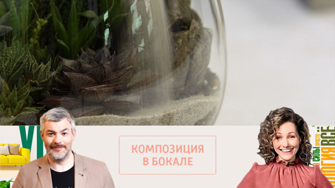 Как своими руками сделать флорариум с теневыносливыми суккулентами