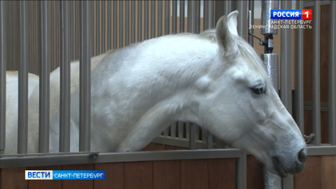 У лошадей музея-заповедника "Царское село" появилось новое комфортабельное жилище