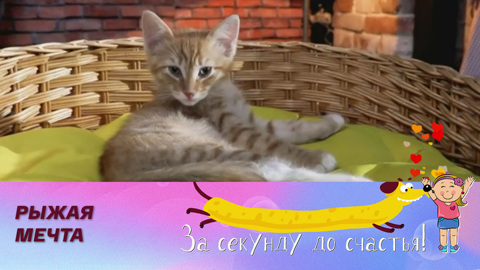 Как найти подход к котенку