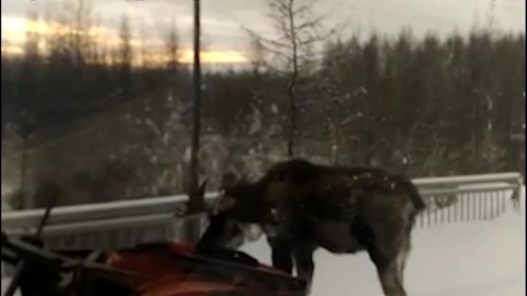 В Магадане сотрудников заповедника подозревают в незаконном отстреле лосей