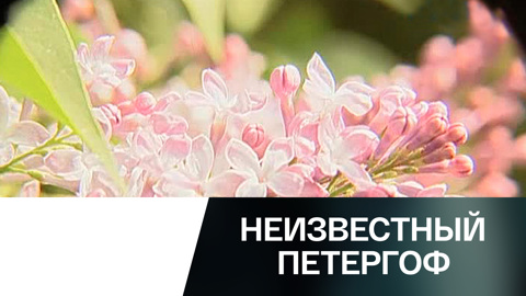 Мороженое из сирени