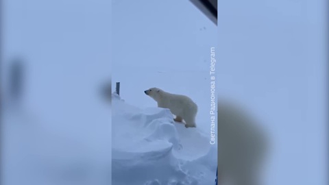 На месторождении в ЯНАО белый медвежонок обосновался в вахтовом поселке