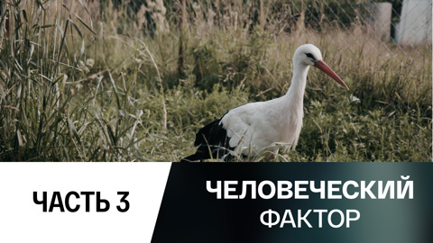 Дом белого аиста