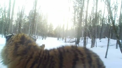 Многочисленное тигриное семейство отключило фотоловушку