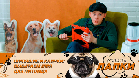 Советы кинологов и необычные факты о кошках