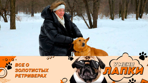 Самые добродушные породы собак