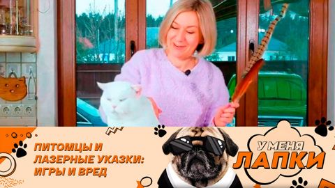 Названы игрушки, опасные для кошек