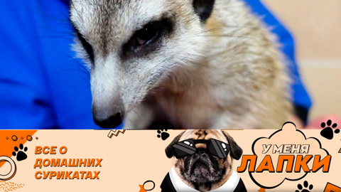 Зверек, с которым никогда не соскучишься