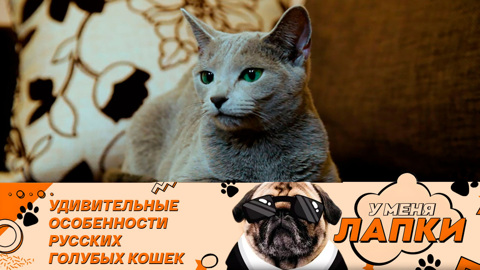 Кошки могут менять окрас и выгорать на солнце
