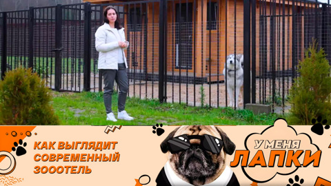 Зоогостиница: выбор на любой вкус