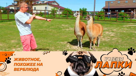 Анималотерапия: ламы работают докторами